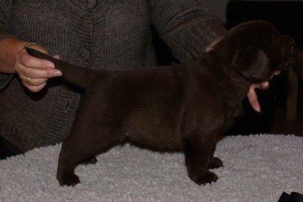 Labrador retriever LabLunas Buldrende Bufas (Ludvig) billede 6