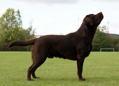 Labrador retriever LabLunas Buldrende Bufas (Ludvig) billede 2