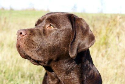 Labrador retriever LabLunas Buldrende Bufas (Ludvig) billede 3