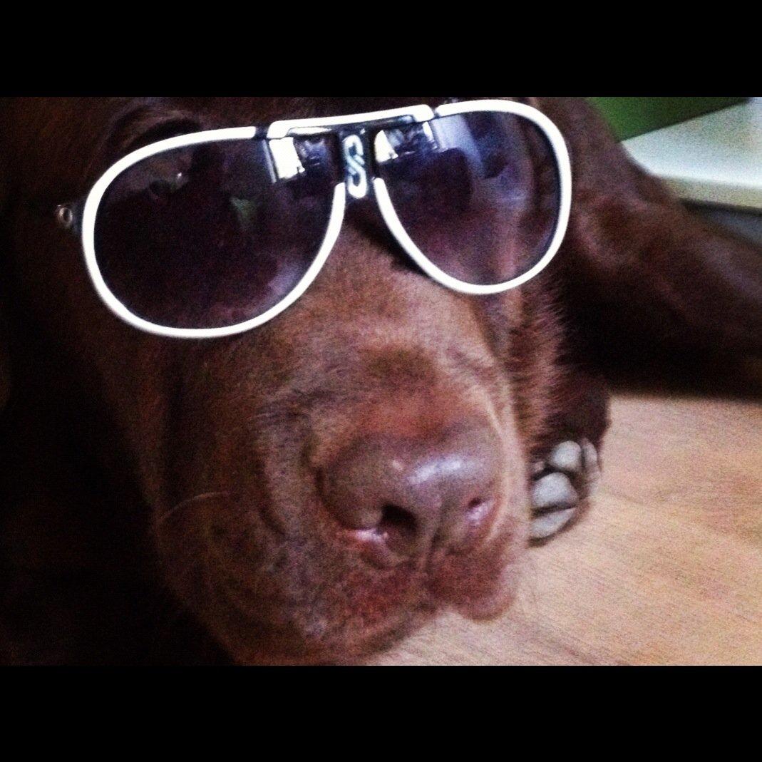 Labrador retriever LabLunas Buldrende Bufas (Ludvig) - Ludvig elsker at se smart ud B-) billede 7