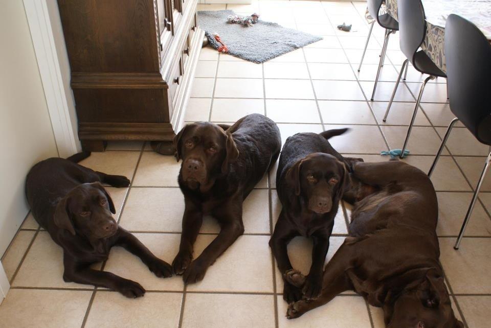 Labrador retriever LabLunas Buldrende Bufas (Ludvig) - Liva, Ludvig, Laura og mor Luna billede 8