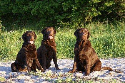 Labrador retriever LabLunas Buldrende Bufas (Ludvig) - Laura, Luna og Ludvig billede 9