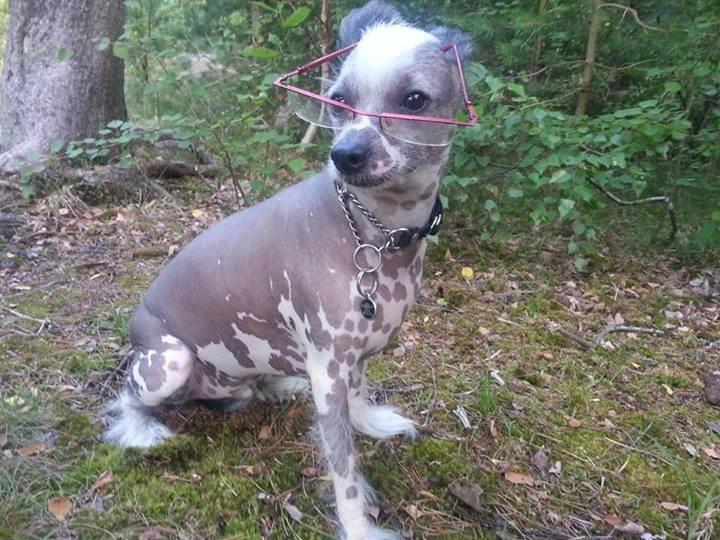 Chinese crested hårløs Spooky billede 50