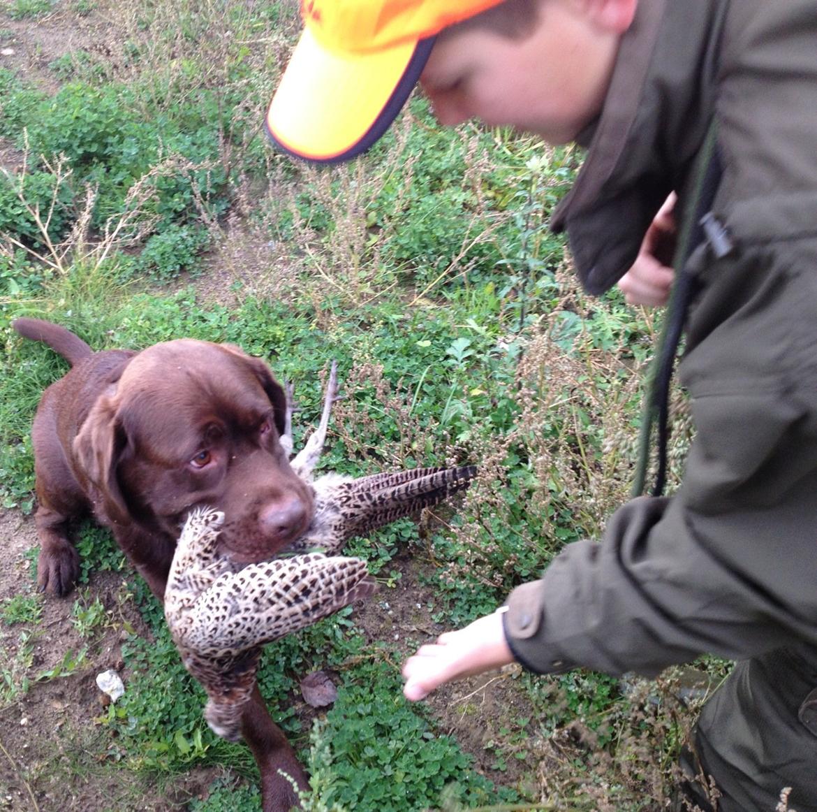 Labrador retriever LabLunas Buldrende Bufas (Ludvig) - Jagthund er han også :) billede 10