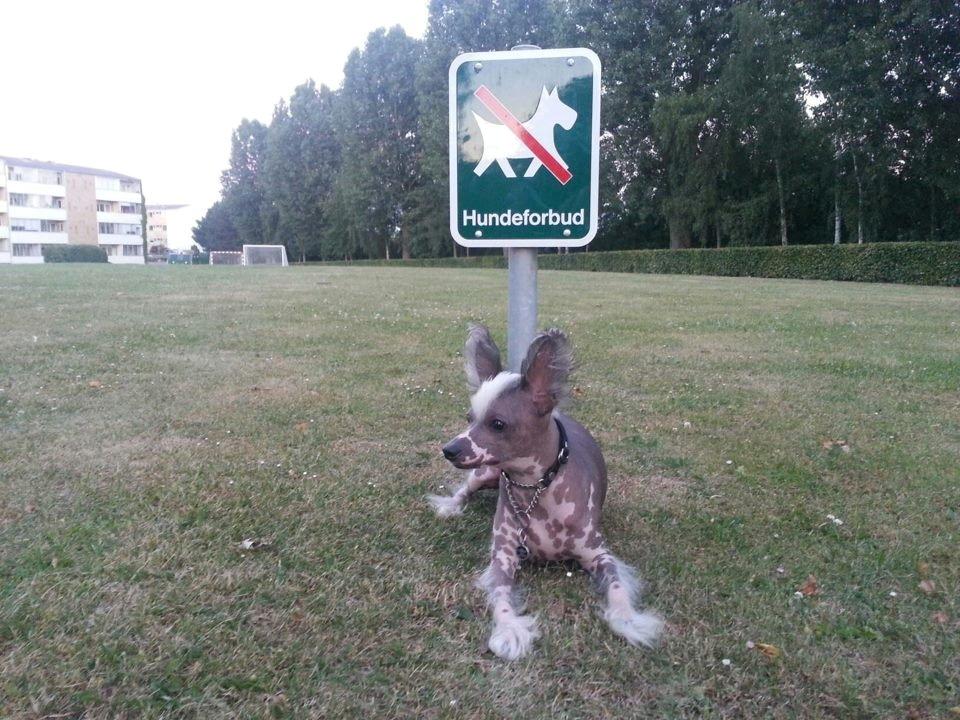 Chinese crested hårløs Spooky billede 46