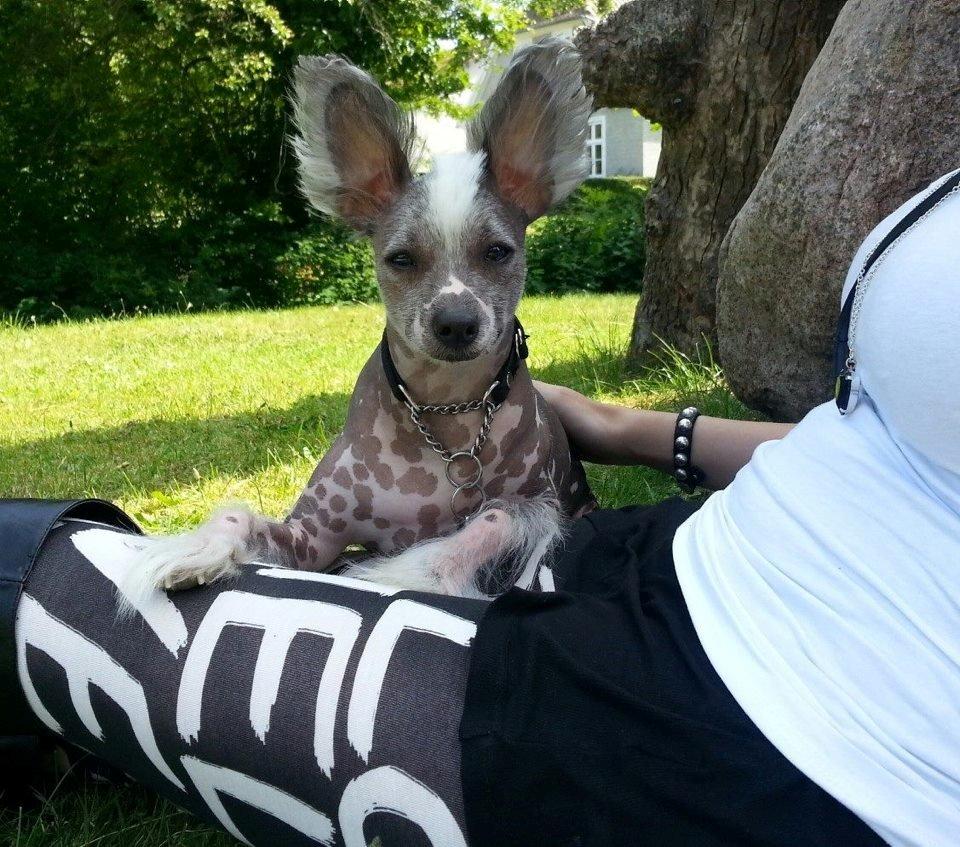 Chinese crested hårløs Spooky billede 41