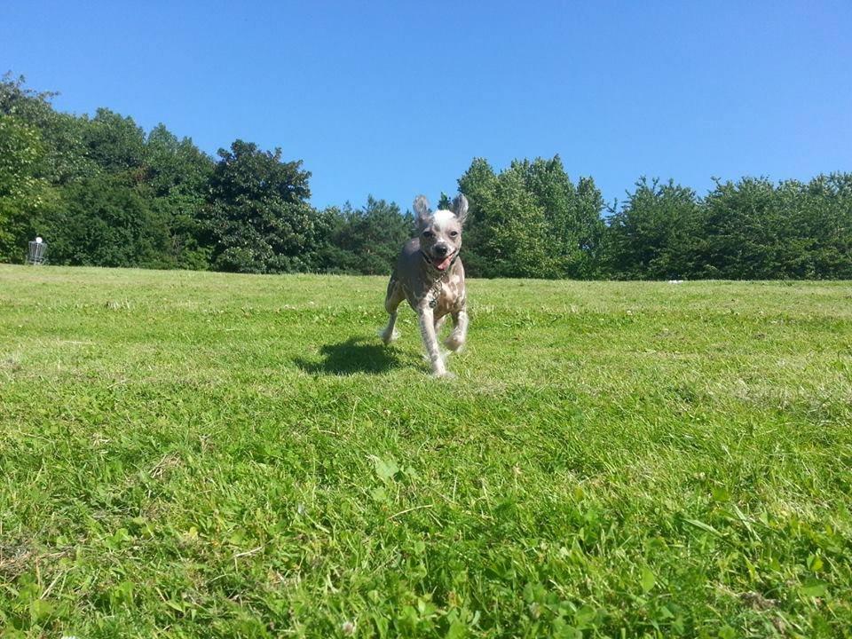 Chinese crested hårløs Spooky billede 44