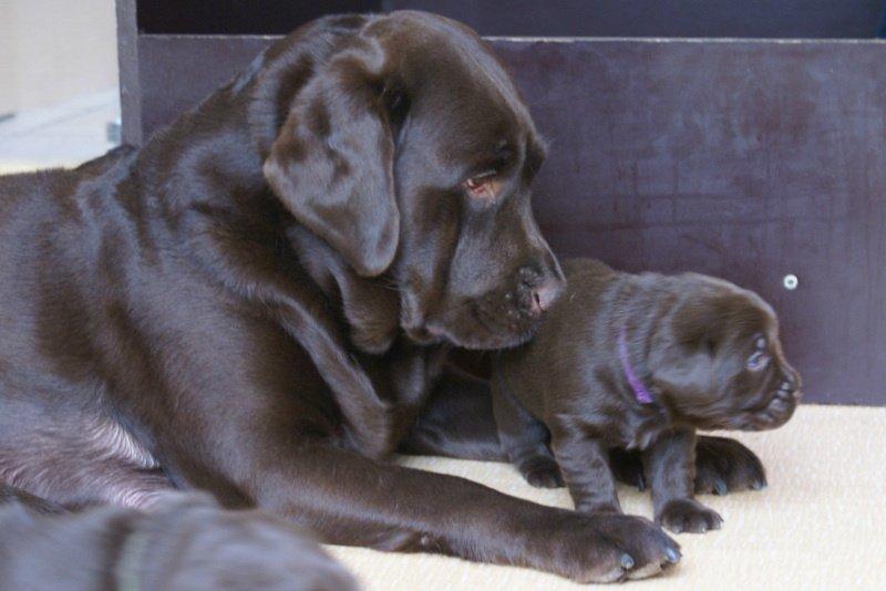 Labrador retriever Lab Luna´s Enestående Liva billede 3