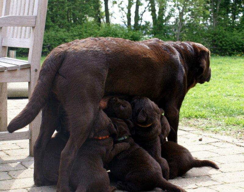 Labrador retriever Lab Luna´s Enestående Liva billede 4