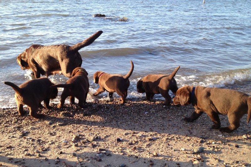 Labrador retriever Lab Luna´s Enestående Liva billede 5