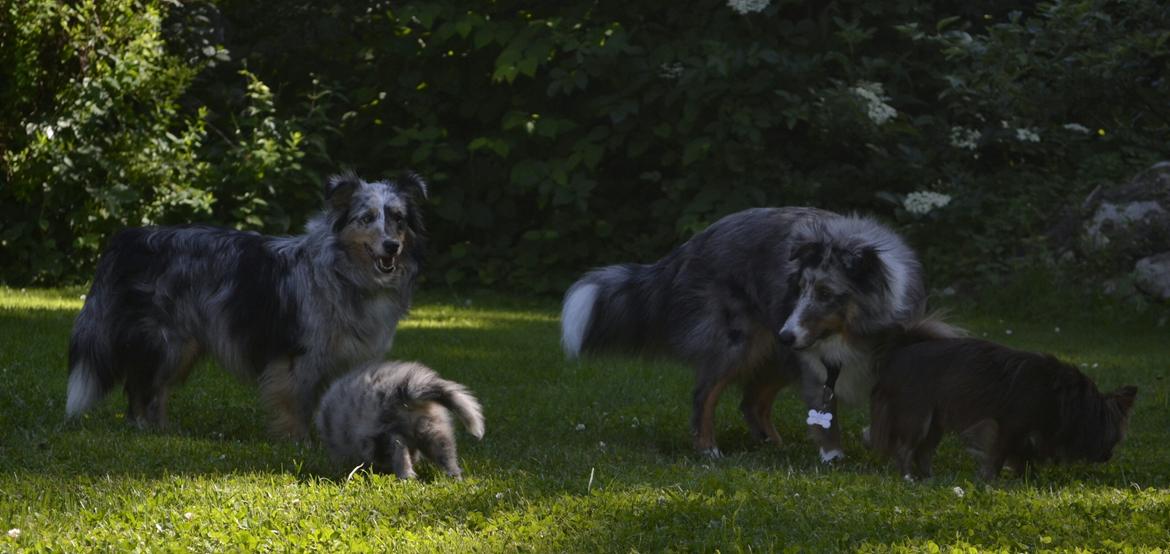 Shetland sheepdog Alvin - Kennel hygge dag billede 6