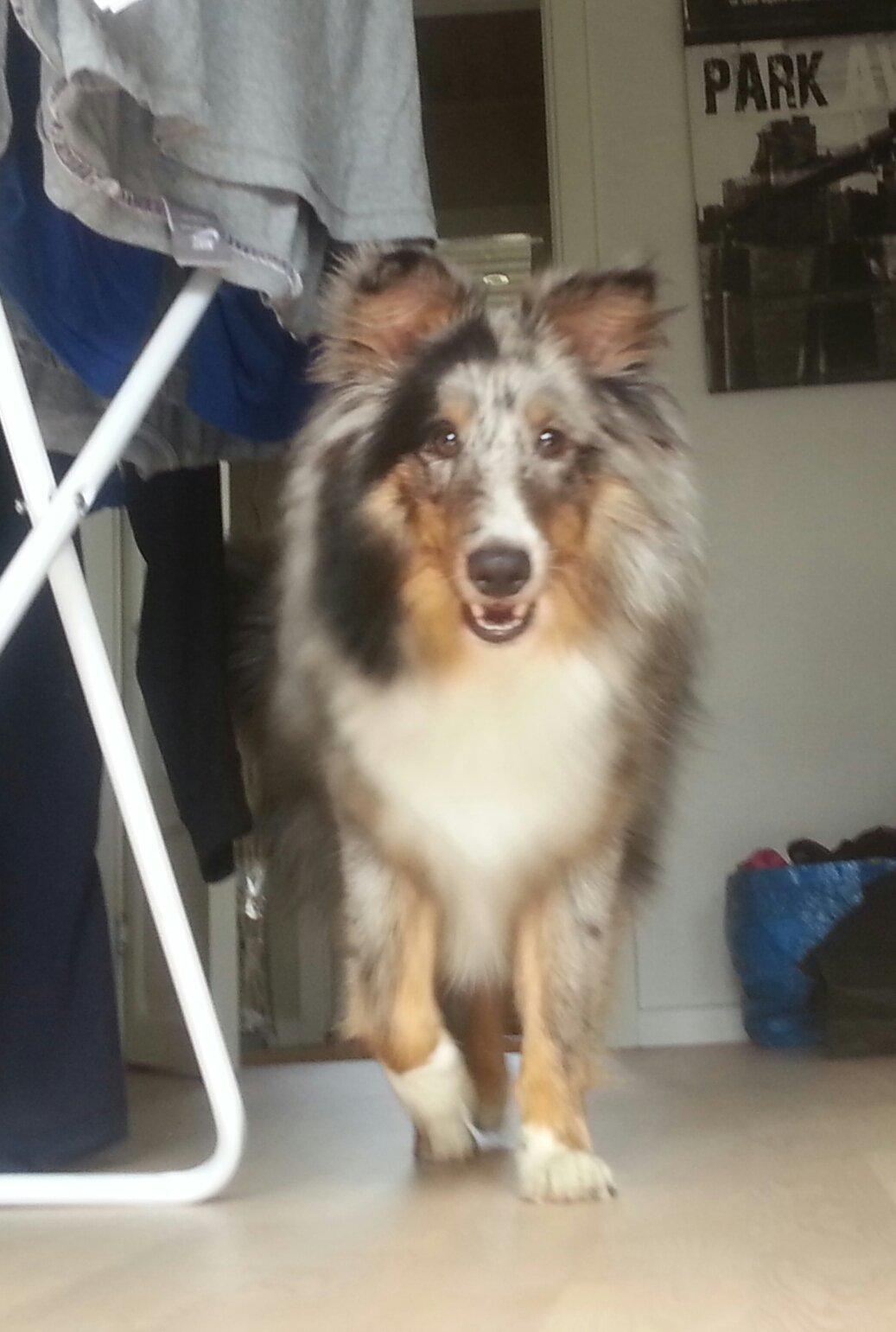 Shetland sheepdog Alvin - Alvin 9 mrd billede 2