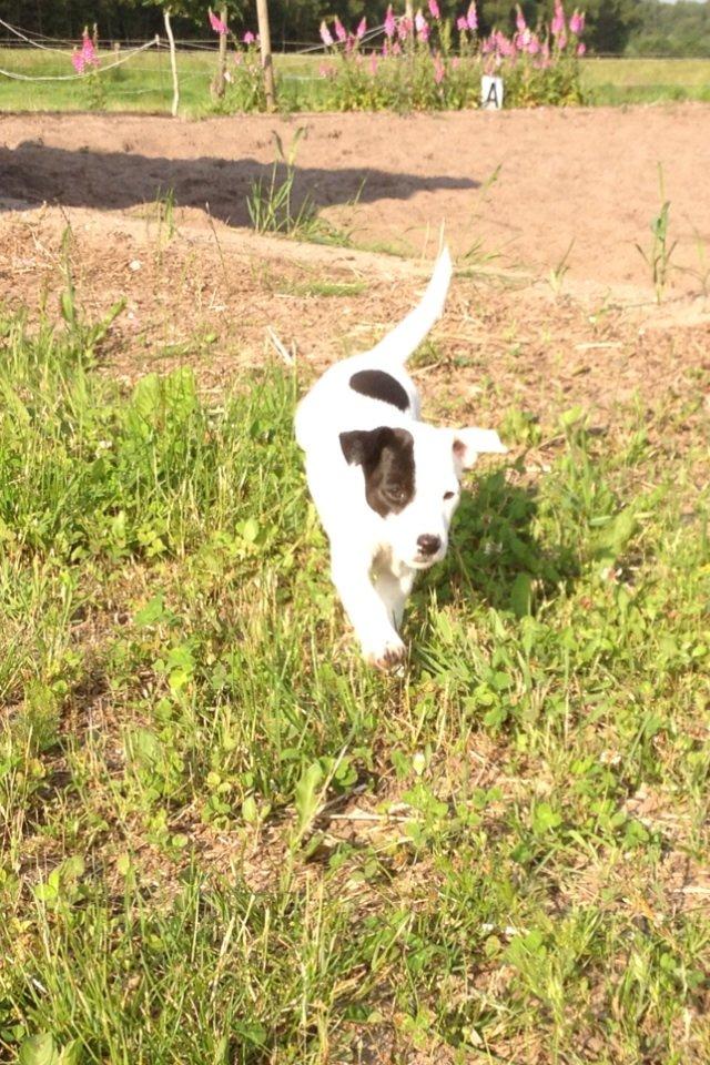 Parson russell terrier My Roest billede 1