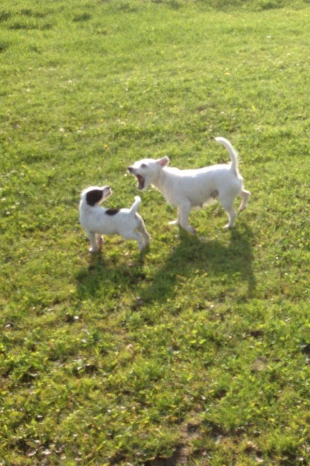 Parson russell terrier My Roest - Skrap mor! billede 2