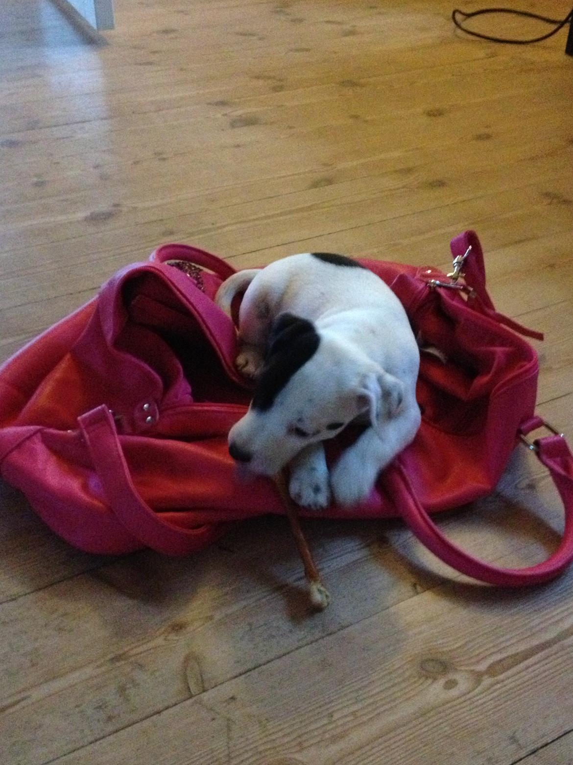 Parson russell terrier My Roest - My´s udstyrstaske billede 3