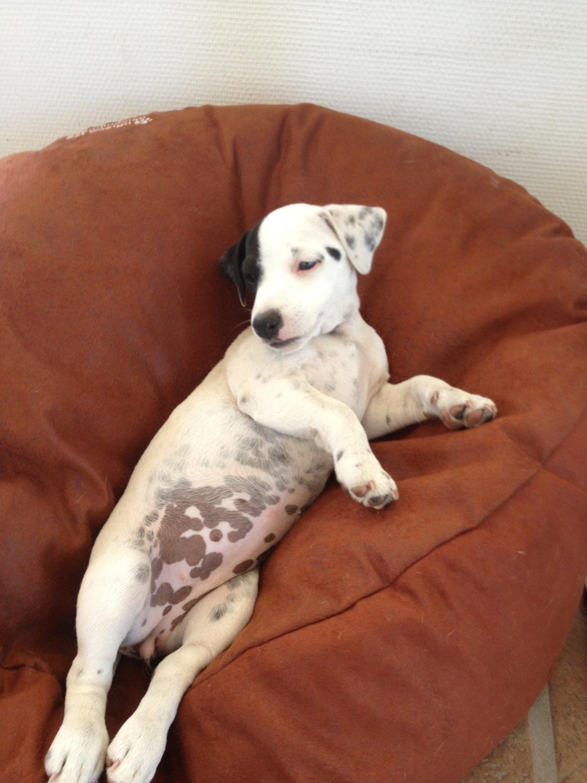 Parson russell terrier My Roest billede 4