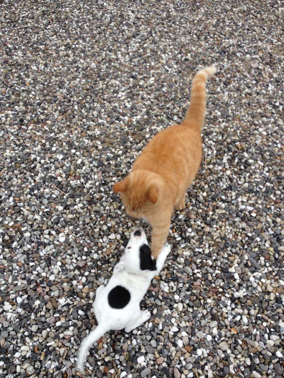 Parson russell terrier My Roest billede 5