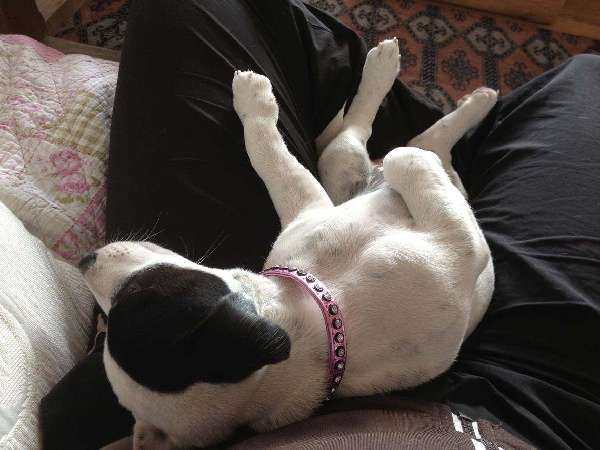 Parson russell terrier My Roest billede 6