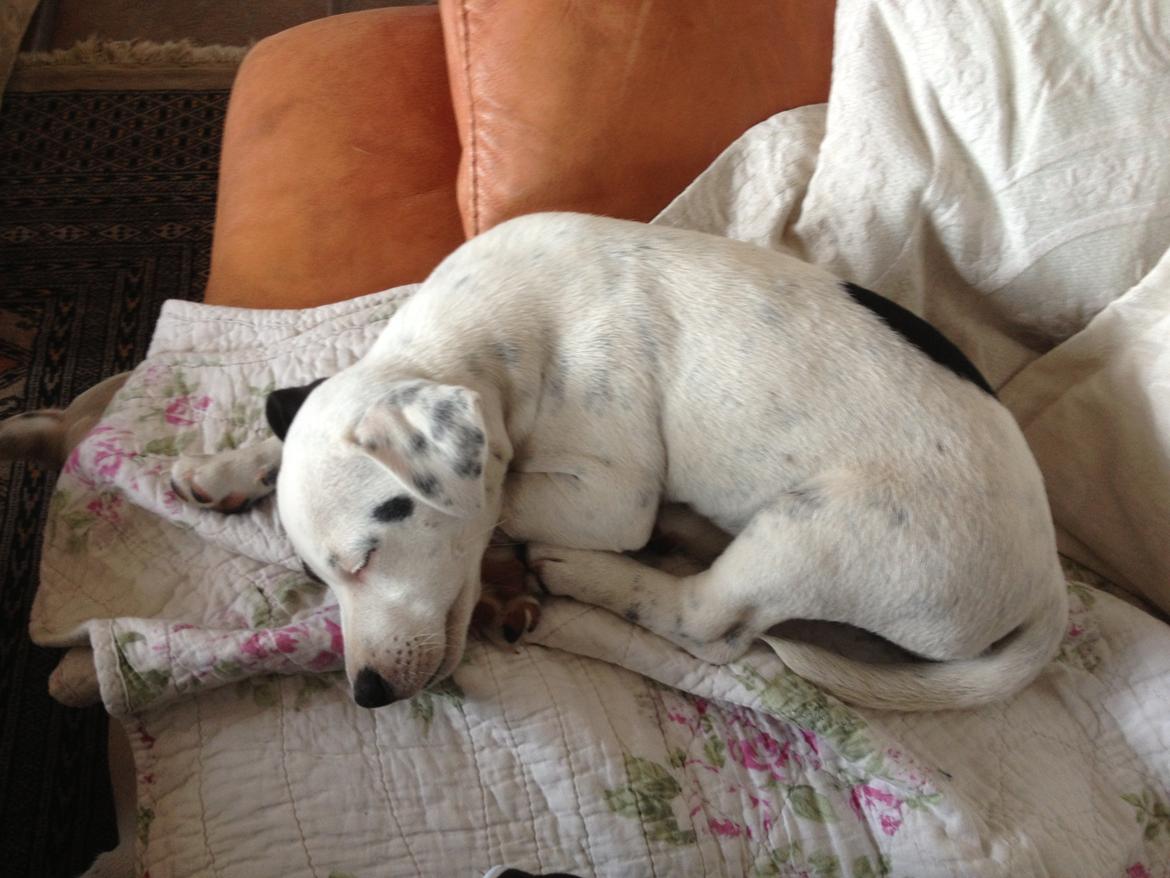 Parson russell terrier My Roest billede 7