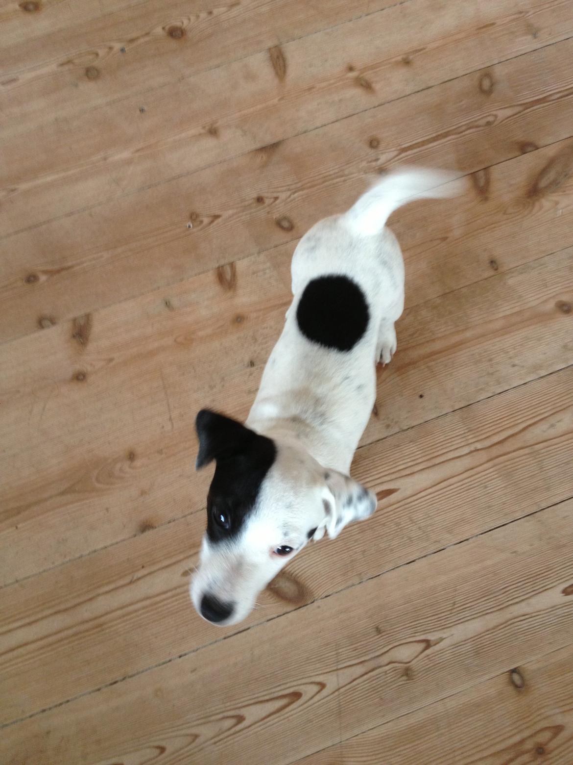 Parson russell terrier My Roest billede 8