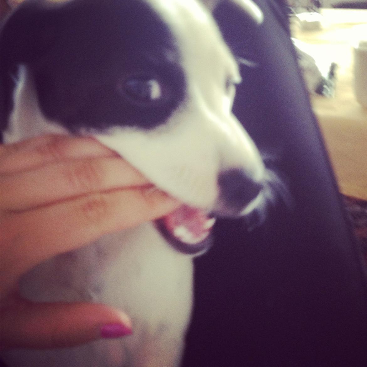 Parson russell terrier My Roest billede 9