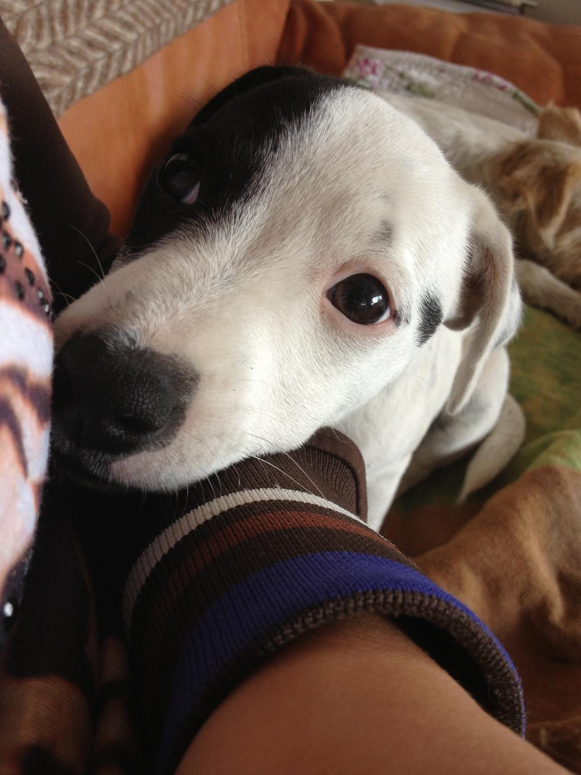 Parson russell terrier My Roest billede 10