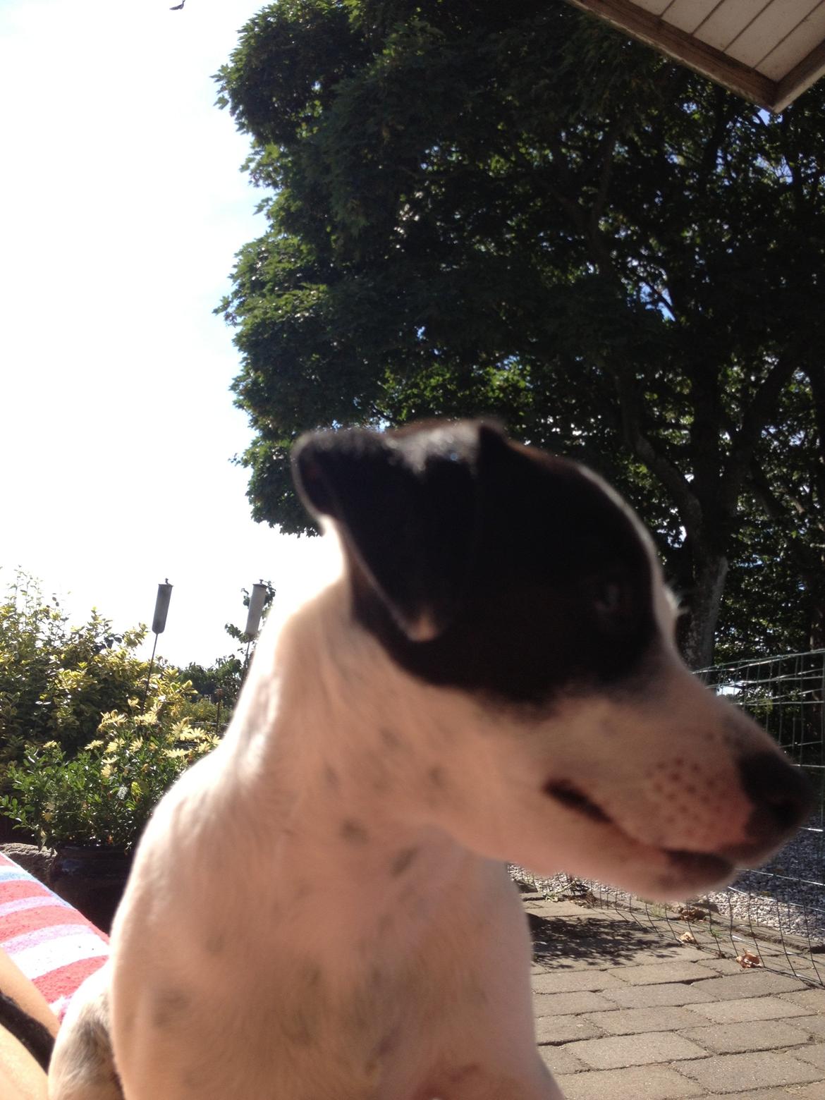 Parson russell terrier My Roest billede 11