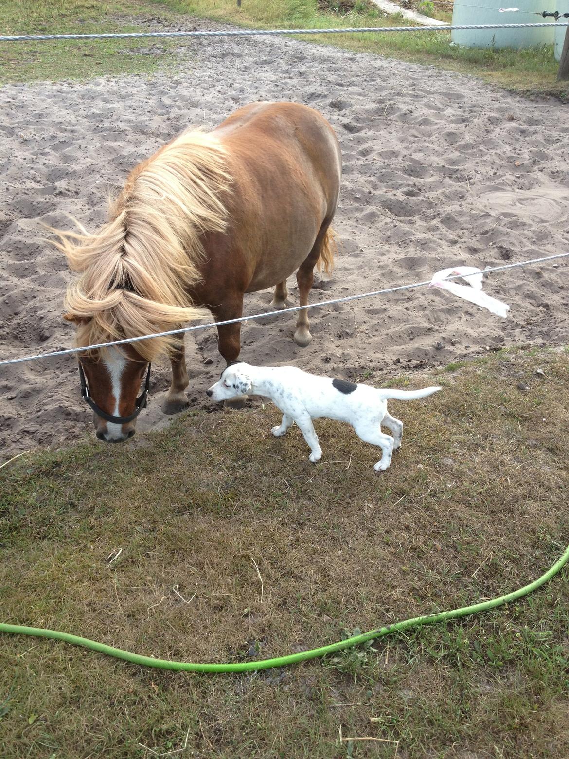 Parson russell terrier My Roest - My og Tornerose <3 billede 12