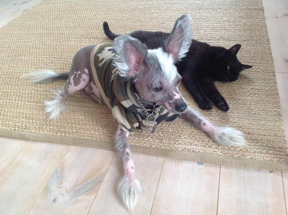 Chinese crested hårløs Spooky billede 14