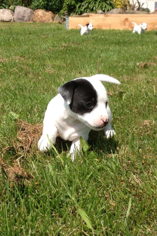 Parson russell terrier My Roest billede 13
