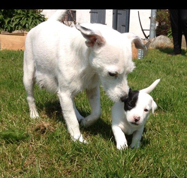 Parson russell terrier My Roest billede 14