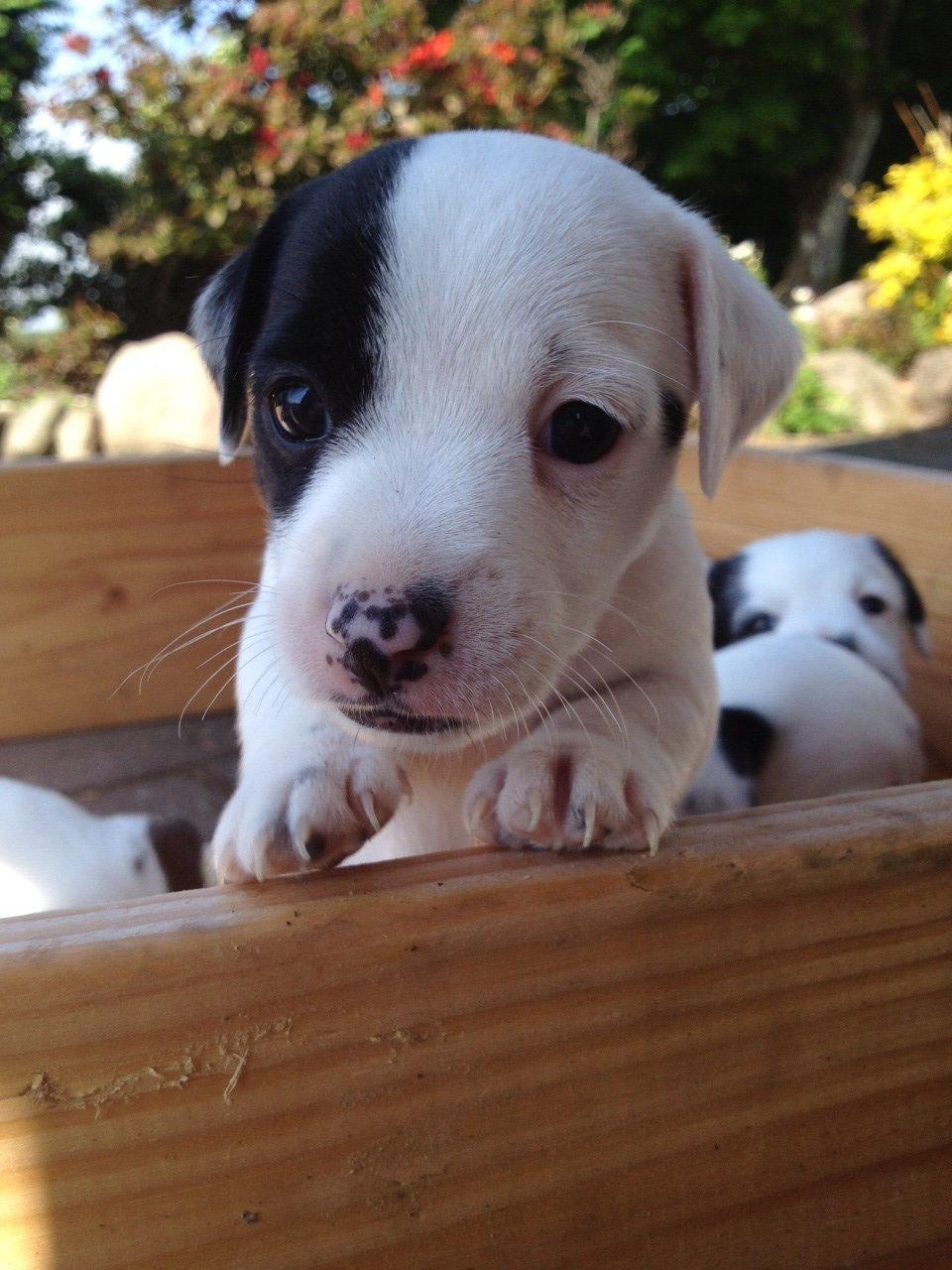Parson russell terrier My Roest billede 15