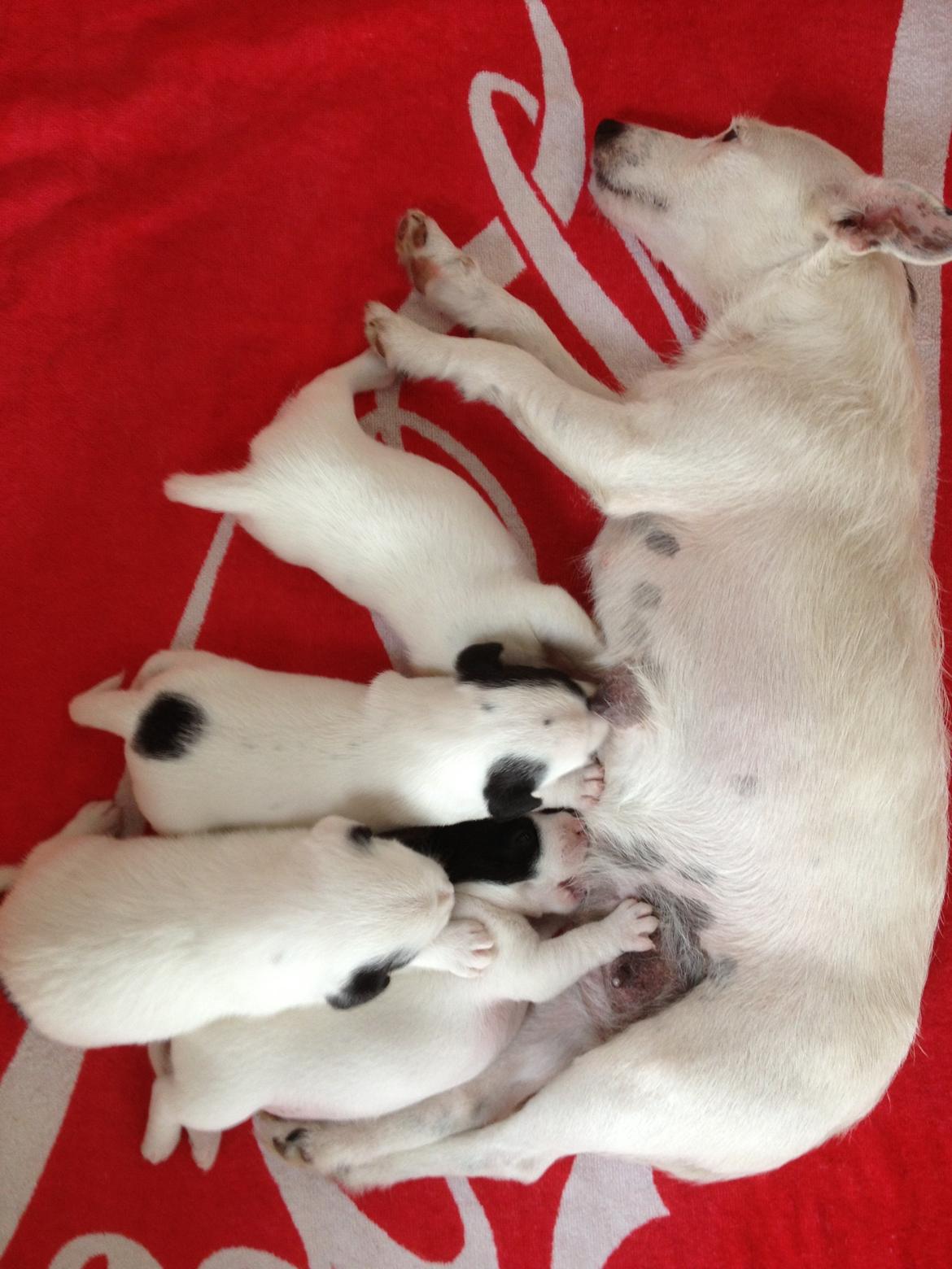 Parson russell terrier My Roest billede 16