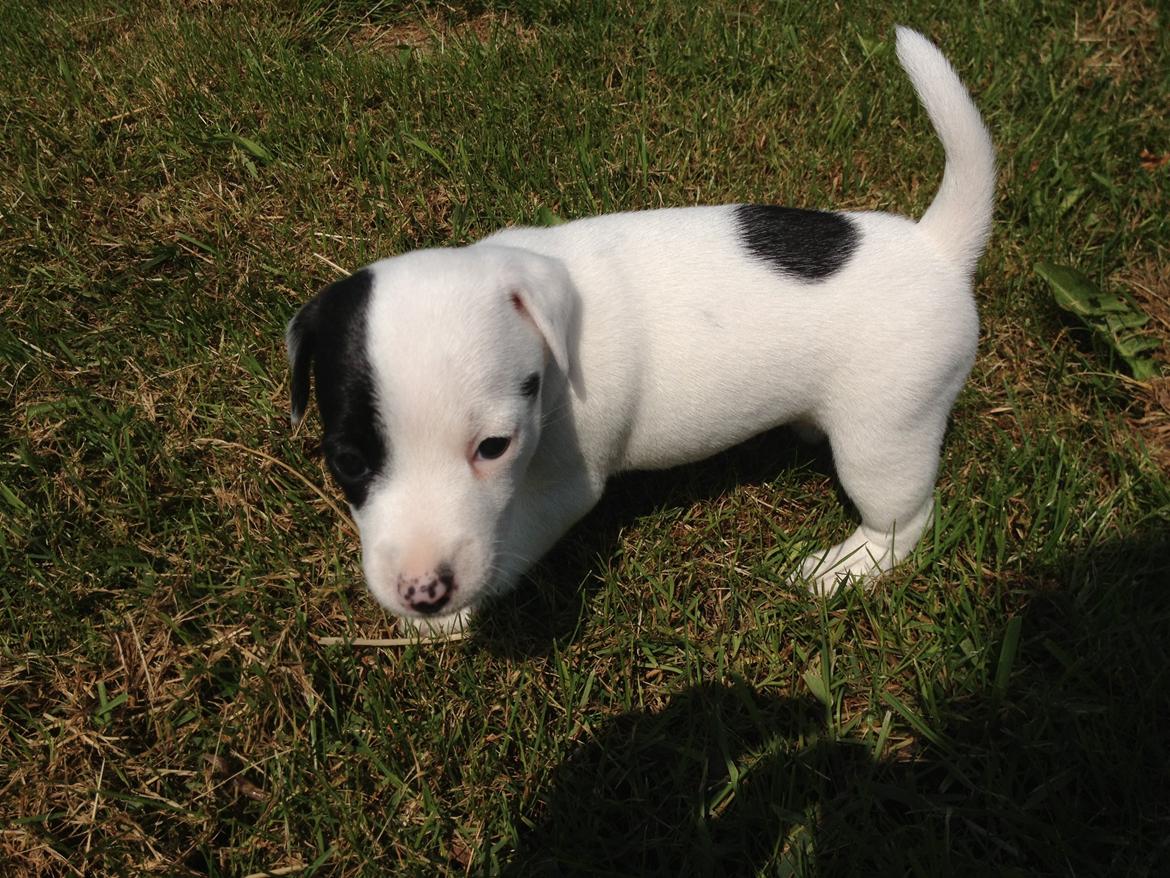 Parson russell terrier My Roest billede 17