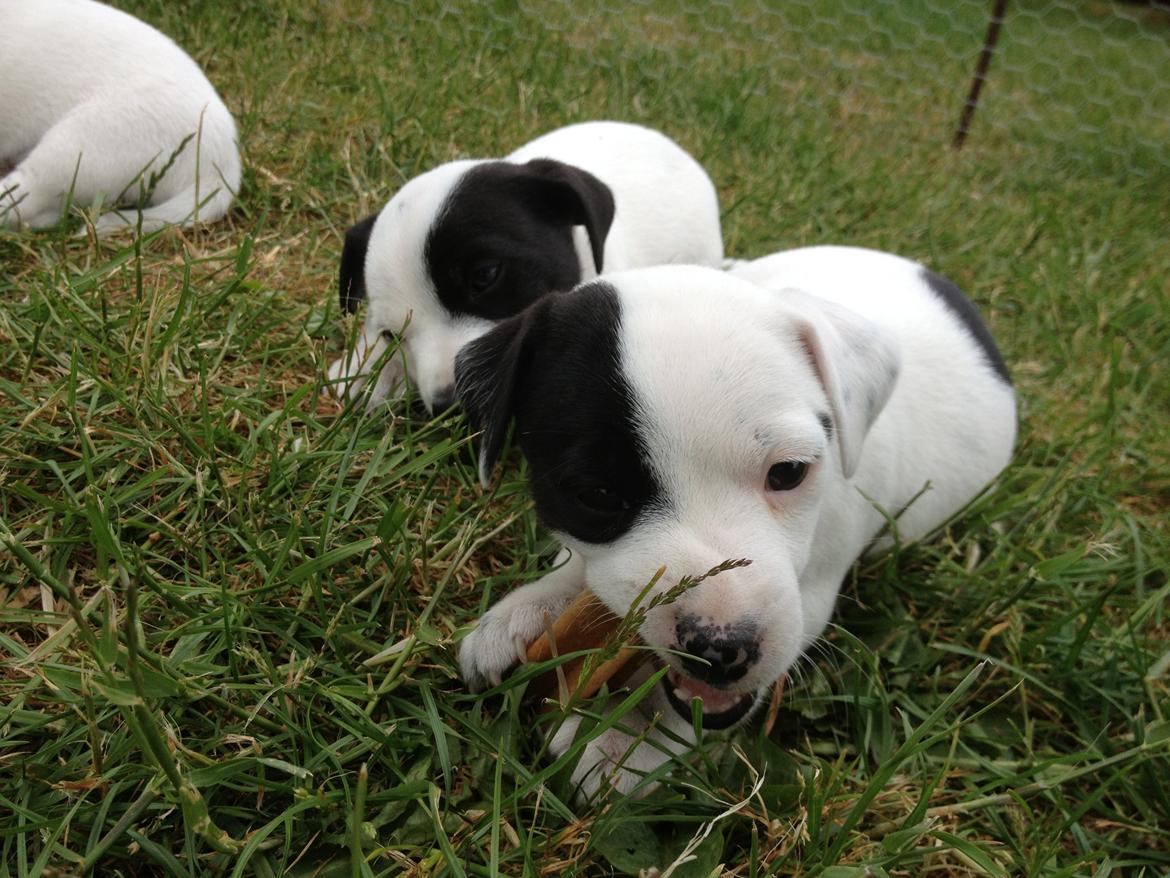 Parson russell terrier My Roest billede 18