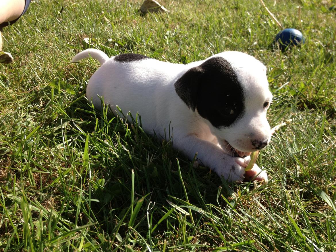 Parson russell terrier My Roest billede 19