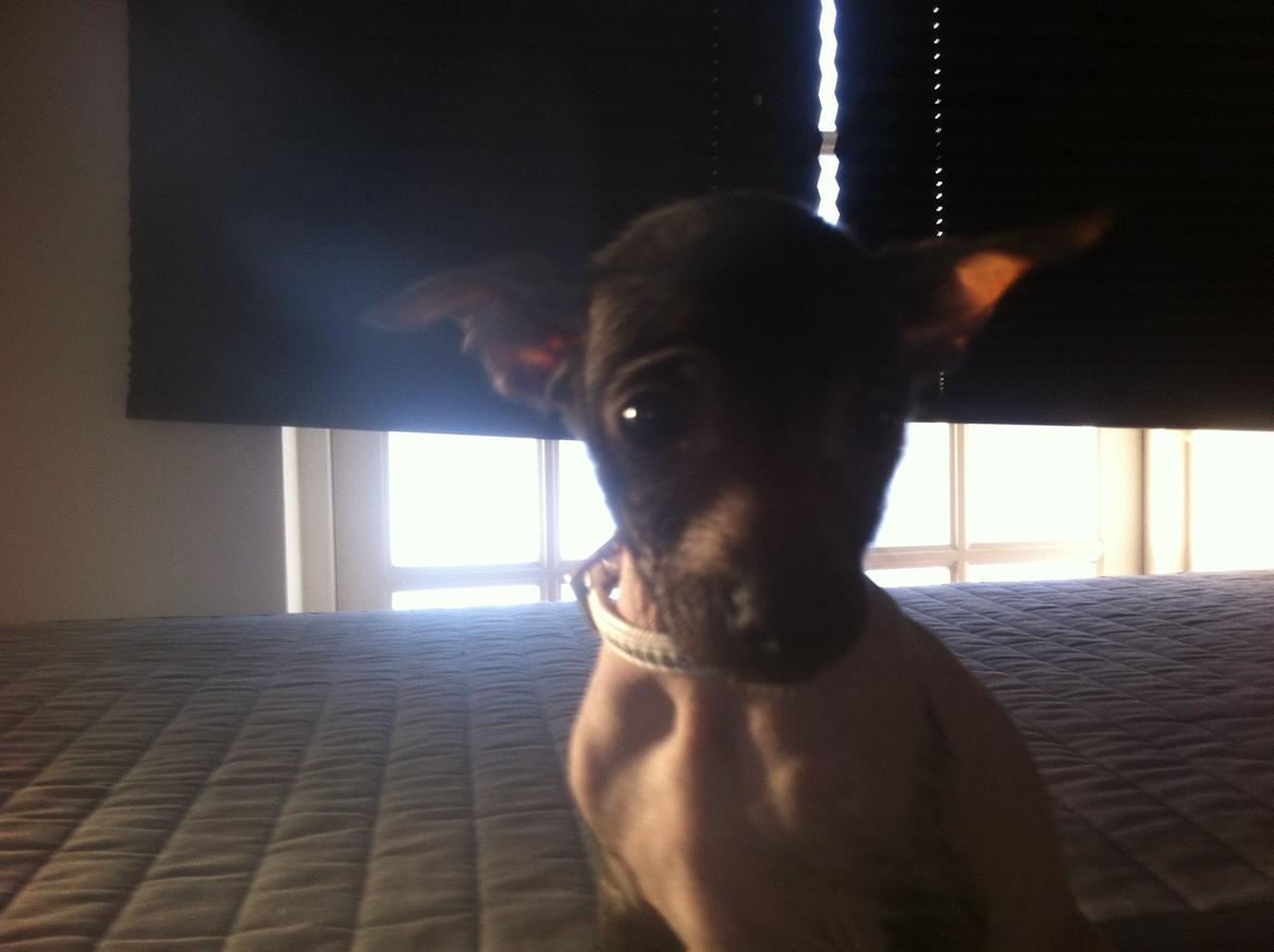 Peruviansk hårløs Emma <3 billede 1