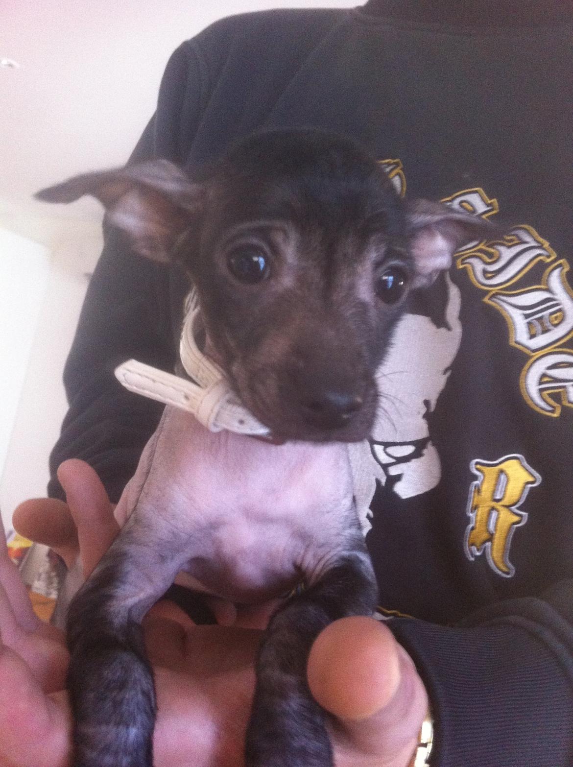 Peruviansk hårløs Emma <3 billede 2