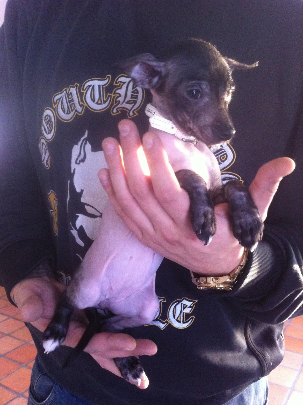 Peruviansk hårløs Emma <3 billede 3