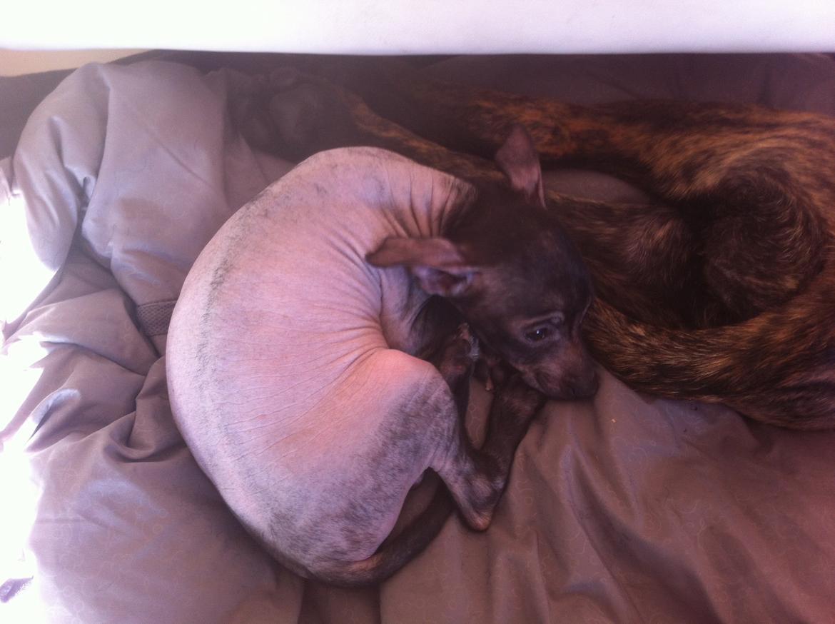 Peruviansk hårløs Emma <3 billede 5