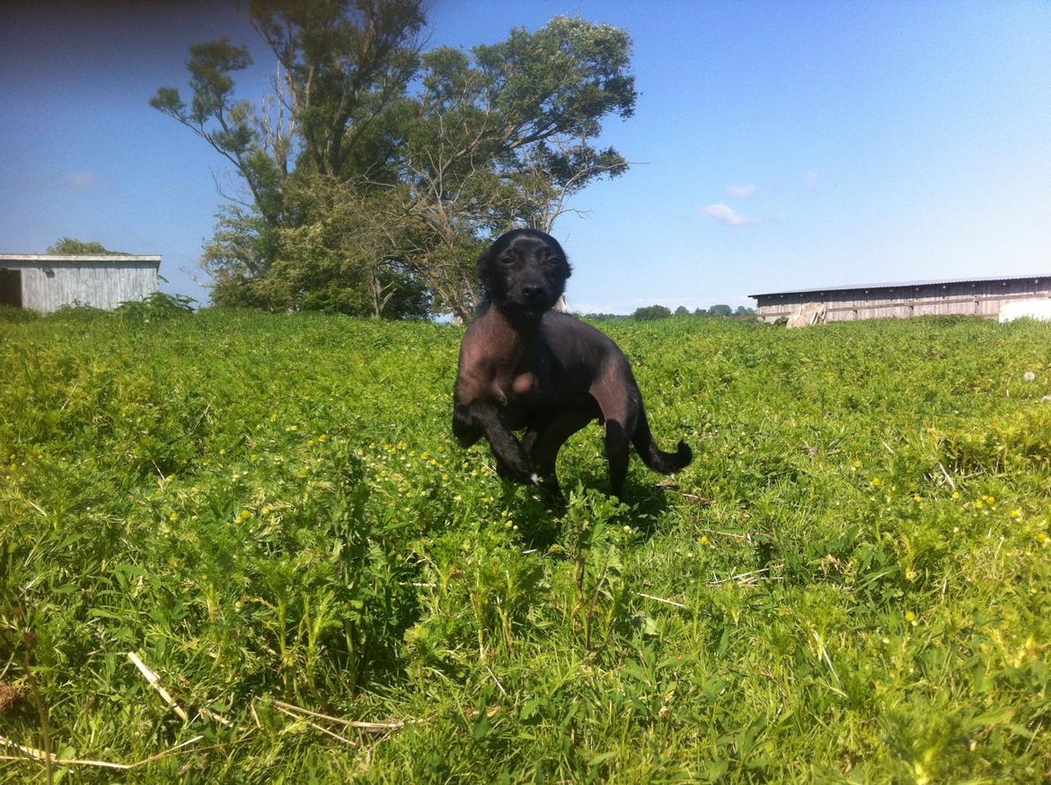 Peruviansk hårløs Emma <3 billede 6