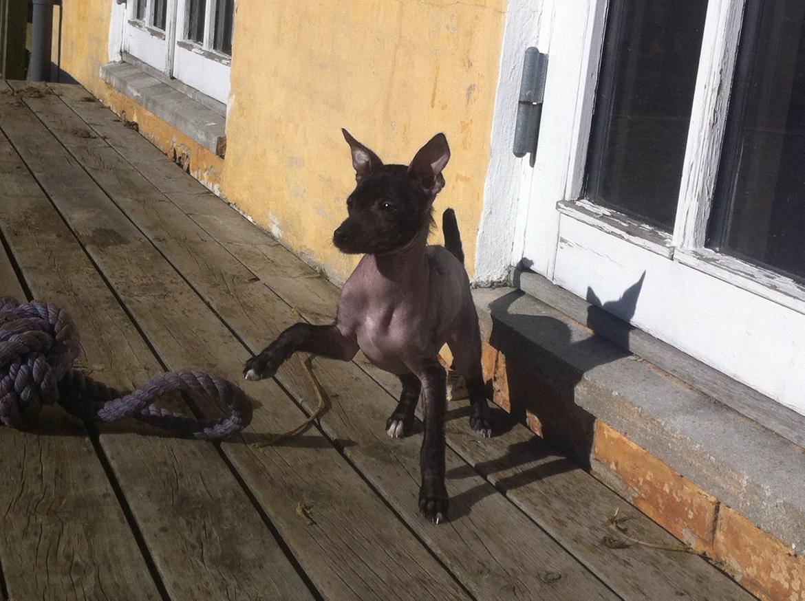 Peruviansk hårløs Emma <3 billede 7