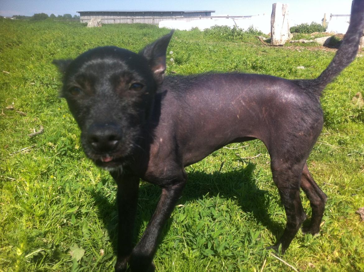 Peruviansk hårløs Emma <3 billede 8