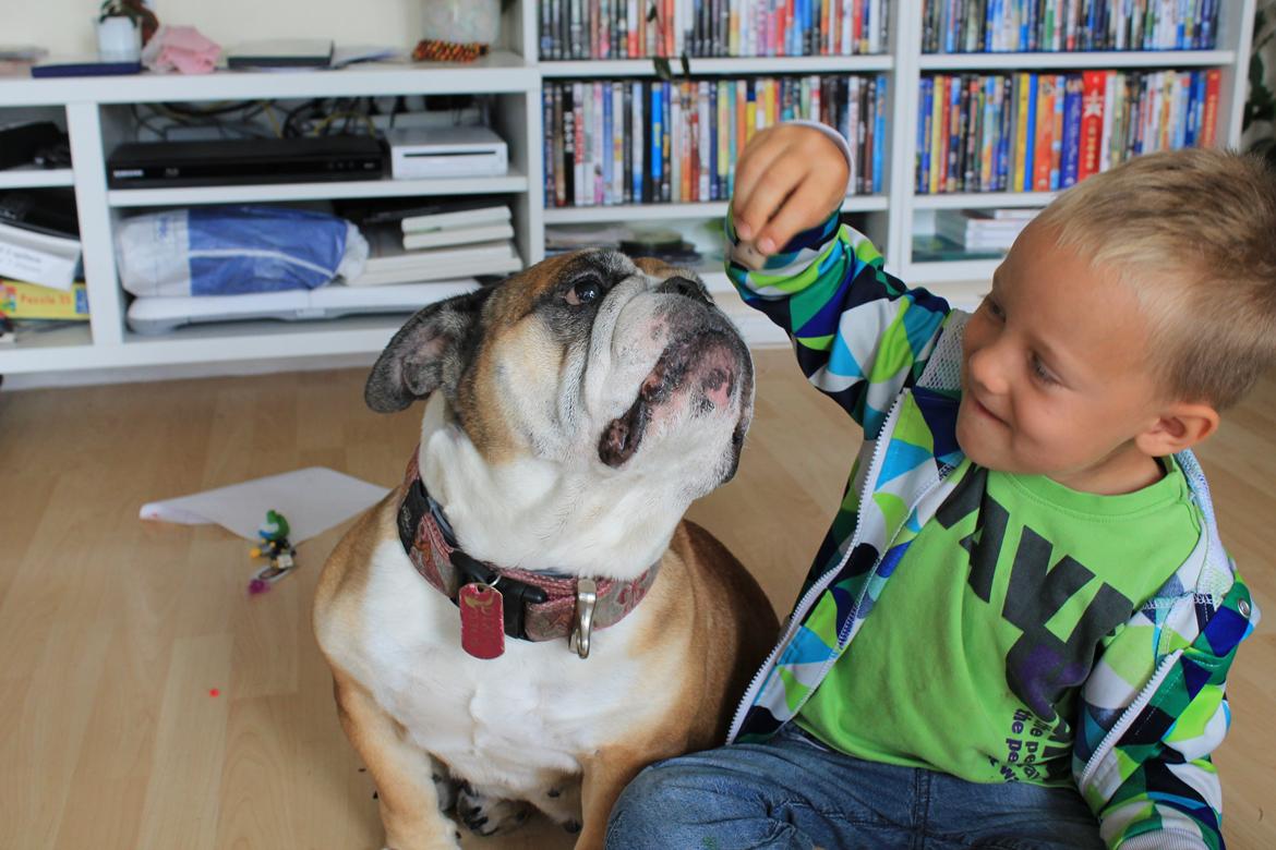 Engelsk bulldog Dixi Gromadka Bubiny *RIP* billede 18