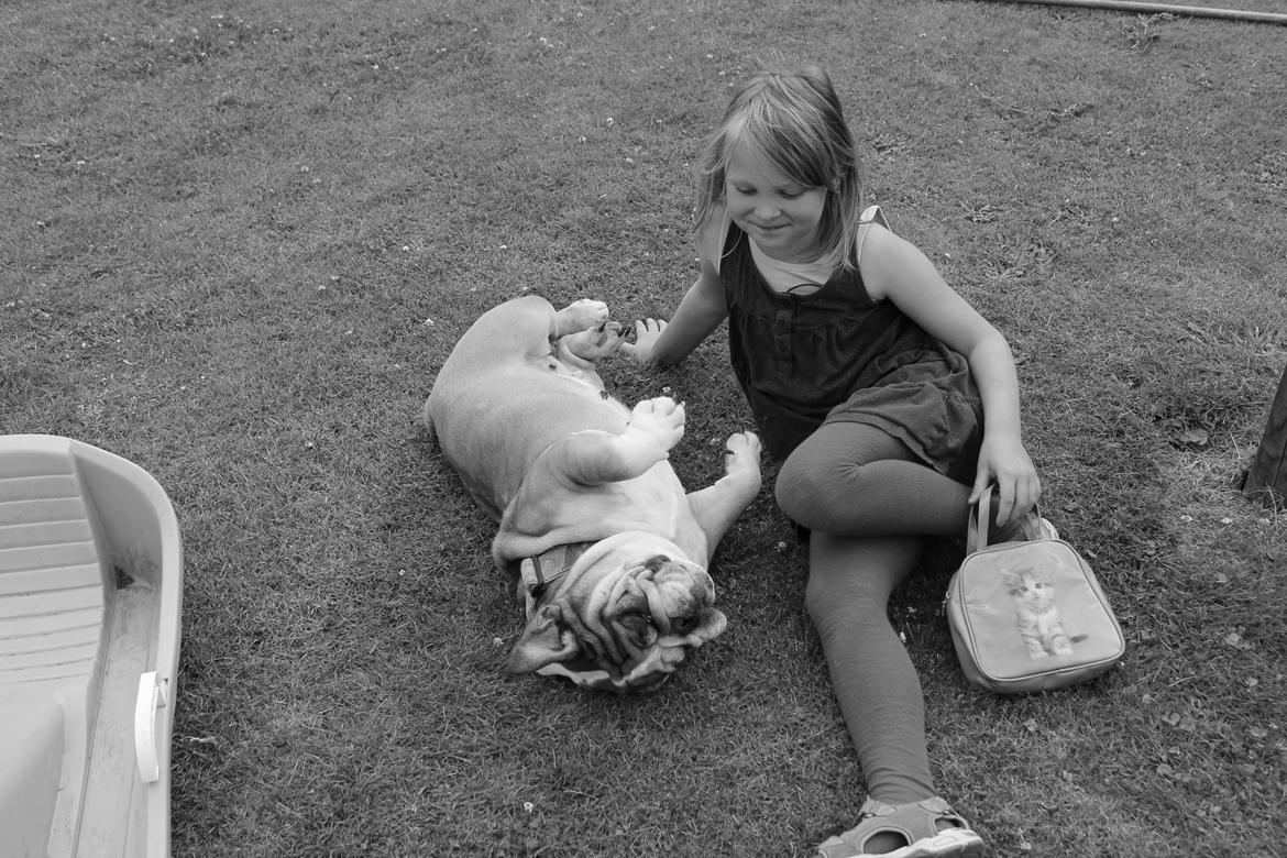 Engelsk bulldog Dixi Gromadka Bubiny *RIP* billede 19