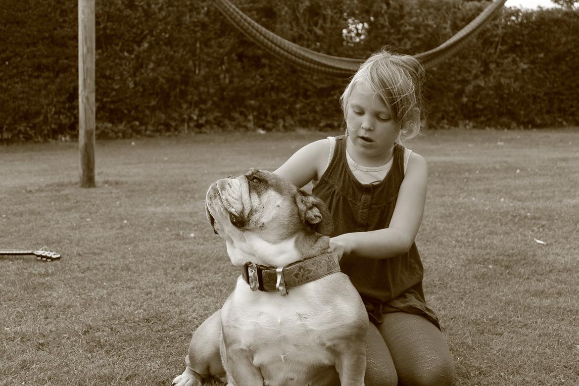 Engelsk bulldog Dixi Gromadka Bubiny *RIP* billede 20