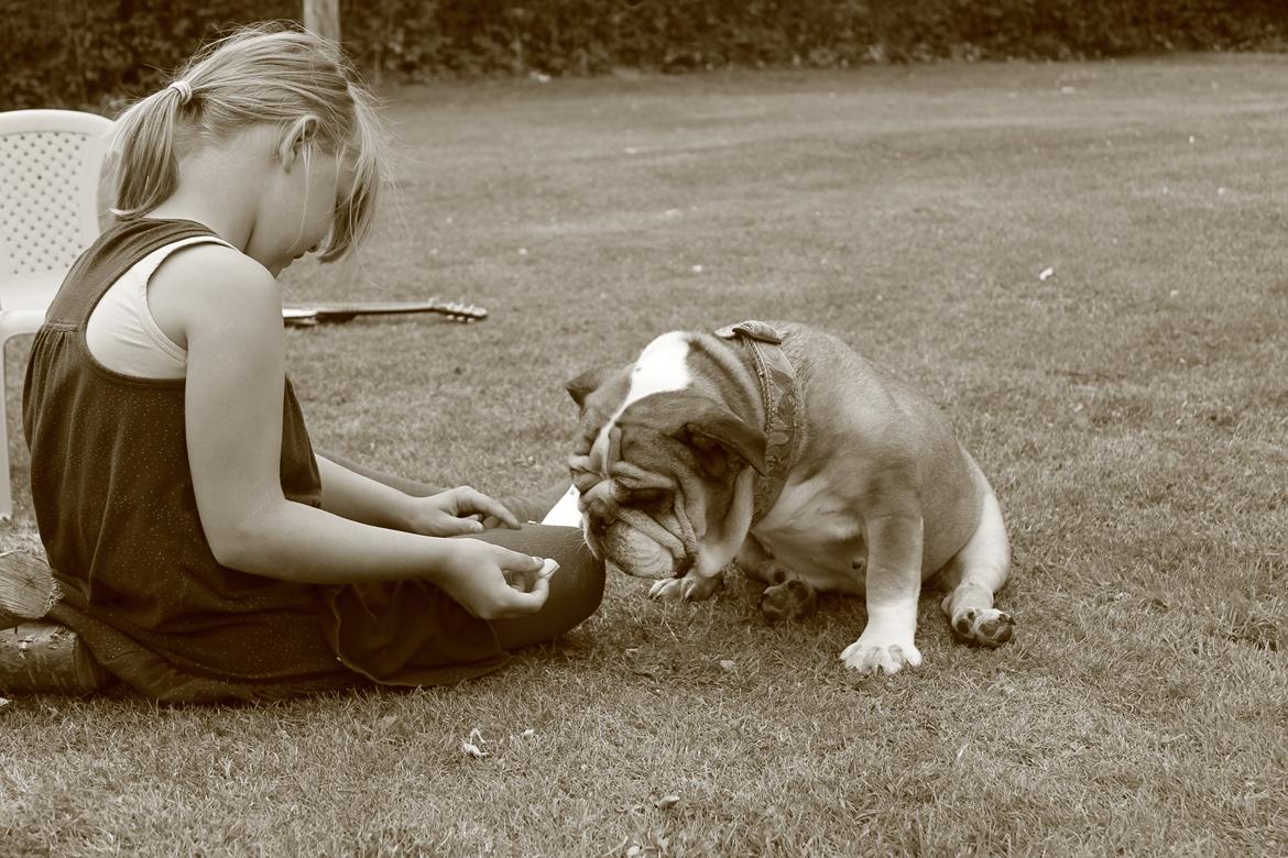 Engelsk bulldog Dixi Gromadka Bubiny *RIP* billede 21