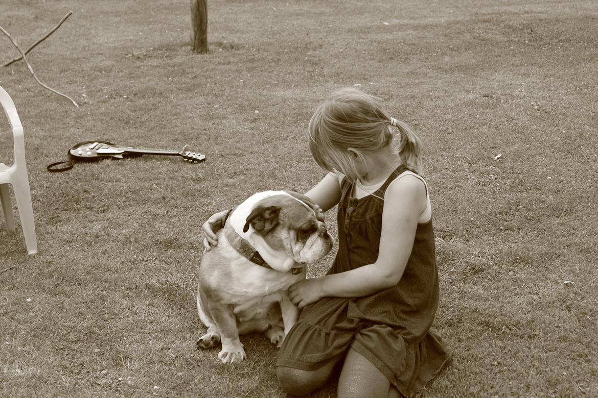 Engelsk bulldog Dixi Gromadka Bubiny *RIP* billede 22