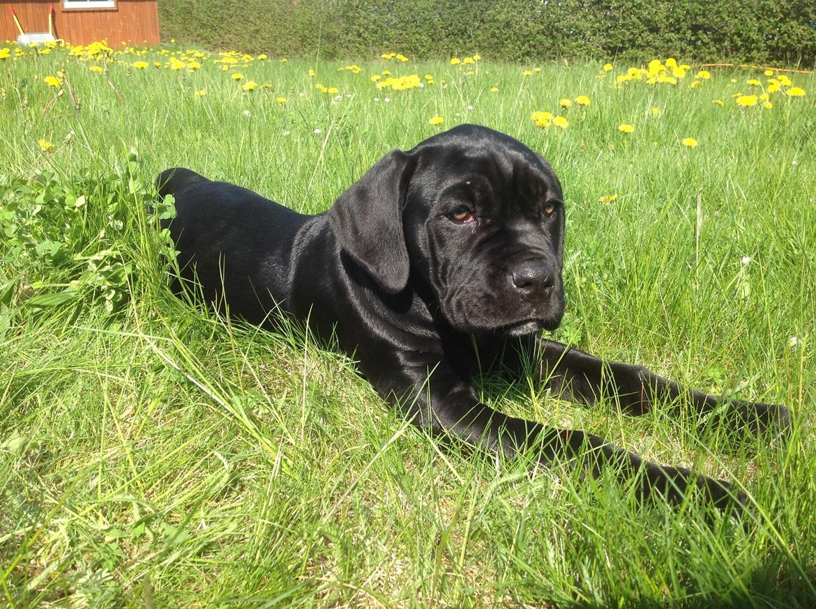 Cane corso Ronja billede 3