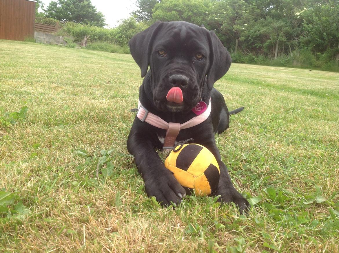 Cane corso Ronja billede 4